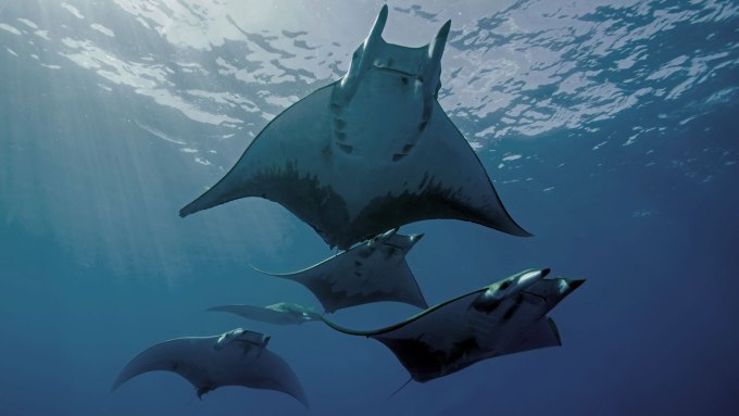 Five white and black rays are pictured swimming under sunrays filtering through the ocean's surface.