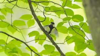 A small black and white bird perches on a branch, its wings blurred with the motion of fluttering.