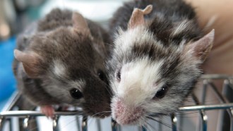 A photograph of two mice looking in the direction of the camera, one brown mouse on the left and one brown and white mouse on the right.