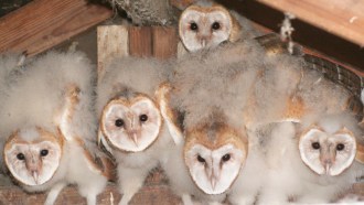 barn owls