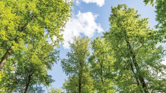 a view to the tops of several tall, skinny trees with light green leaves