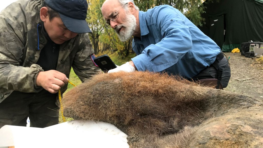 The pelt of a 52,000 year-old woolly mammoth complete with reddish-brown fur is being measured and photographed with a smart phone by two men. The man on the left wears a black baseball cap and an olive green jacket. He is holding a yellow tape measure. The man on the right has a white beard and glasses and is wearing a long-sleeved light blue shirt. He holds the phone in a gloved hand.