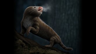 an illustration of a mammal ancestor, with a rodent-like head and long furry body, exhaling hot air on a cold night