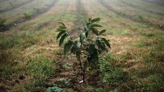 A photo of a young American chestnut tree growing in a large field.