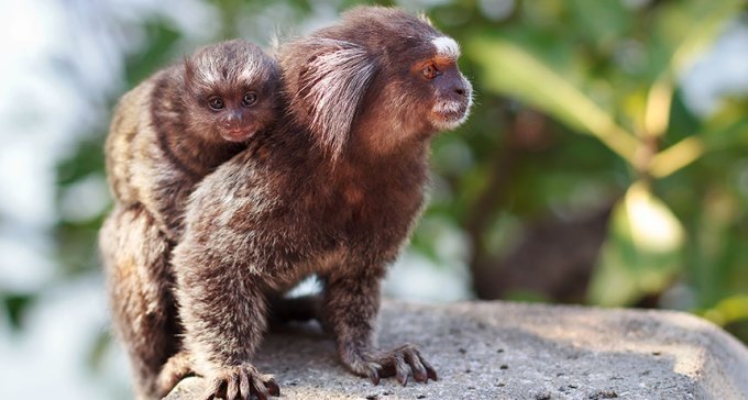 marmoset parent and child