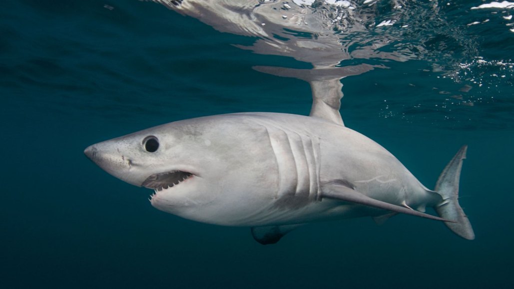 A light gray porbeagle shark swimming in the ocean