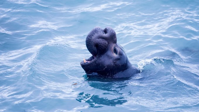 elephant seal