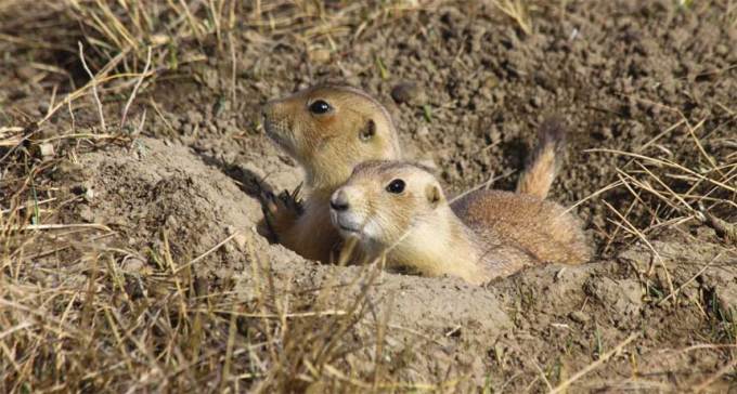 prairie dogs