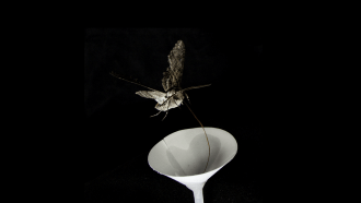 Against a night-black background, a hawkmoth hovers over a paper filter cone that is designed to mimic a night-blooming flower. The hawkmoth's long proboscis is reaching into the center of the cone.